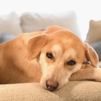 Buttercup -  Yellow Labrador Retriever and Hound Dog for Adoption in Huntington, New York - Buttercup | PetCurious