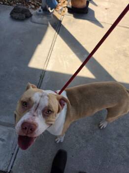 Angel -  Pit Bull Terrier and Mixed Breed Dog for Adoption in Rockport, Texas - Angel | PetCurious