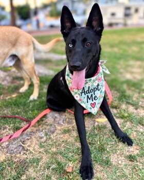 Roxy Moxy -  Shepherd Dog for Adoption in Los Angeles, California - Roxy Moxy | PetCurious