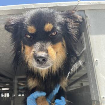 Bear(Pooh-bear) -  Border Collie and Mixed Breed Dog for Adoption in Edinburg, Texas - Bear(Pooh-bear) | PetCurious