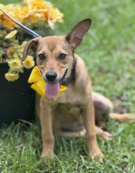 Rescue Dachshund and Labrador Retriever Dogs for Adoption in Jesup, Georgia - HONEY | PetCurious