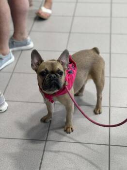 Sandy -  French Bulldog Dog for Adoption - Sandy | PetCurious