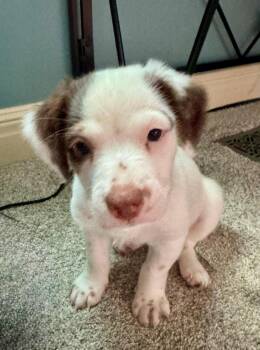 Trigger -  Dachshund Dog for Adoption in Blue Springs, Missouri - Trigger | PetCurious