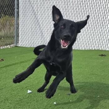 Rescue Mixed Breed Dogs for Adoption in Bristol, Indiana - Cyrus | PetCurious