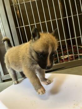 DIVOT* -  German Shepherd Dog and Mixed Breed Dog for Adoption in Santa Cruz, California - DIVOT* | PetCurious