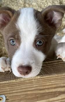 Australian Kelpie and Australian Shepherd Dogs Available for Adoption - Antonio | PetCurious