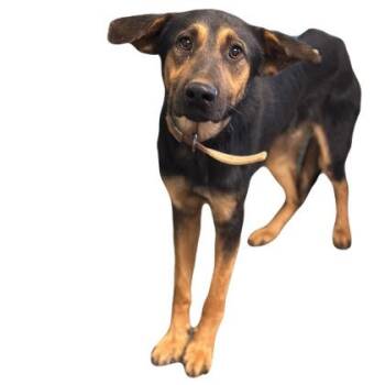 Yang -  German Shepherd Dog Dog for Adoption in Red Bluff, California - Yang | PetCurious