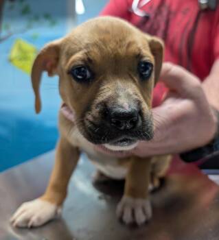 Roo -  Affenpinscher and Retriever Dog for Adoption in Defiance, Ohio - Roo | PetCurious