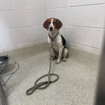Hydrangea -  Beagle Dog for Adoption in Windsor, Virginia - Hydrangea | PetCurious