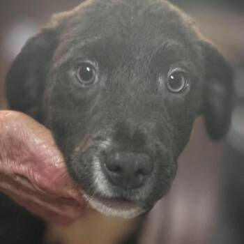 Marlin -  Labrador Retriever Dog for Adoption in Brainerd, Minnesota - Marlin | PetCurious