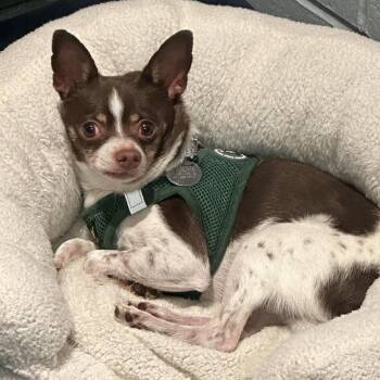 Frankie -  Mixed Breed Dog for Adoption in Warwick, Rhode Island - Frankie | PetCurious