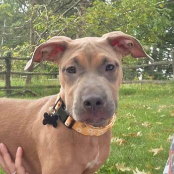 Peppa -  Pit Bull Terrier and Mixed Breed Dog for Adoption in Fountain Hill, Pennsylvania - Peppa | PetCurious
