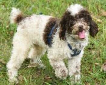 Rylo -  Poodle and Mixed Breed Dog for Adoption in Kansas City, Missouri - Rylo | PetCurious