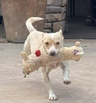 Nova -  Jack Russell Terrier Dog for Adoption in Clatskanie, Oregon - Nova | PetCurious