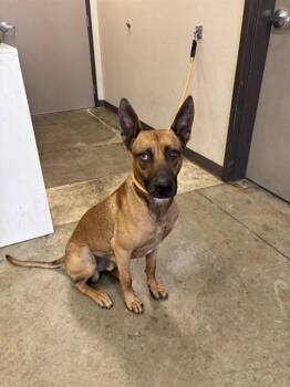 BANANA -  Belgian Shepherd Malinois Dog for Adoption in Ontario, California - BANANA | PetCurious