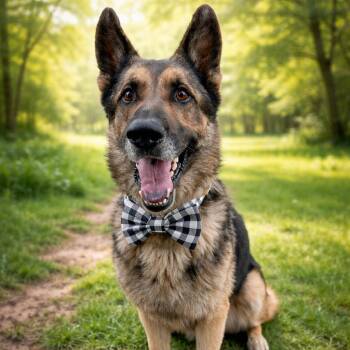 German Shepherd Dog Dogs Available for Adoption in Lucas, Texas - MARCUS GS | PetCurious