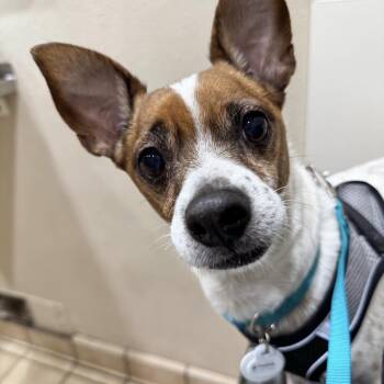 Jack Russell Terrier and Dachshund Dogs Available for Adoption in Pittsburg, California - *Jost Van Dyke Vacation | PetCurious