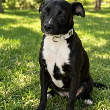 Ester -  Mixed Breed Dog for Adoption in Smithfield, North Carolina - Ester | PetCurious