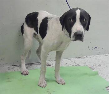 A2085287 -  Staffordshire Bull Terrier and Mixed Breed Dog for Adoption in Houston, Texas - A2085287 | PetCurious