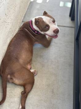 Dolly -  American Staffordshire Terrier Dog for Adoption in San Diego, California - Dolly | PetCurious