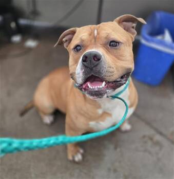 Mixed Breed Dogs Available for Adoption in Dallas, Texas - TONGA | PetCurious