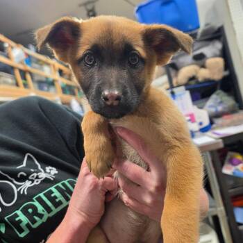 Odin -  Mixed Breed Dog for Adoption in Bismarck, North Dakota - Odin | PetCurious