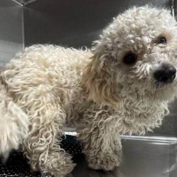 Poodle Dogs Available for Adoption in Des Moines, Iowa - Buster | PetCurious