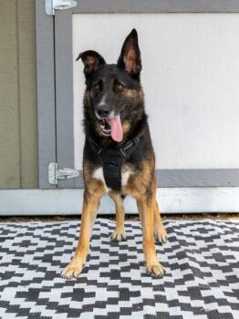 Milton and Melvin -  German Shepherd Dog and Mixed Breed Dog for Adoption in Savage, Minnesota - Milton And Melvin | PetCurious
