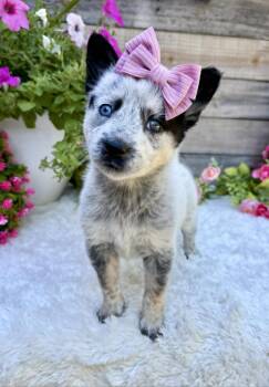 Australian Cattle Dog Blue Heeler Dogs Available for Adoption in Kiowa, Oklahoma - Ladybug | PetCurious