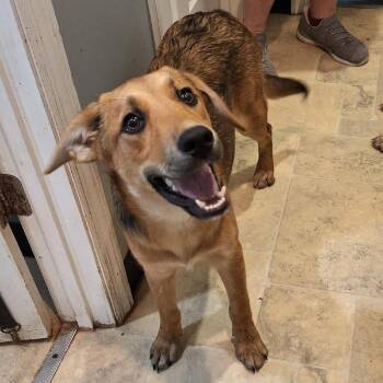 Gia -  Mixed Breed Dog for Adoption in Boaz, Alabama - Gia | PetCurious