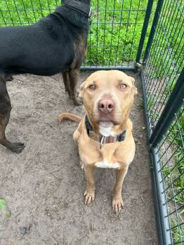 Rescue Boxer and Pit Bull Terrier Dogs for Adoption in Holly Springs, North Carolina - Emerald Aka Luna | PetCurious