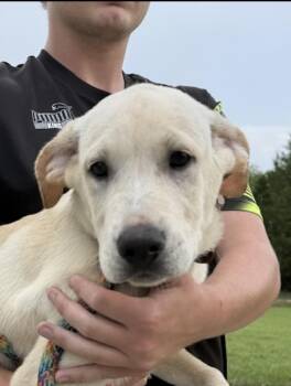 Tumbles -  Labrador Retriever and Golden Retriever Dog for Adoption in Watertown, Connecticut - Tumbles | PetCurious