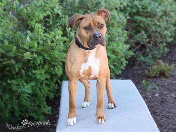 Boxer and Mixed Breed Dogs Available for Adoption in Omaha, Nebraska - MANNON | PetCurious