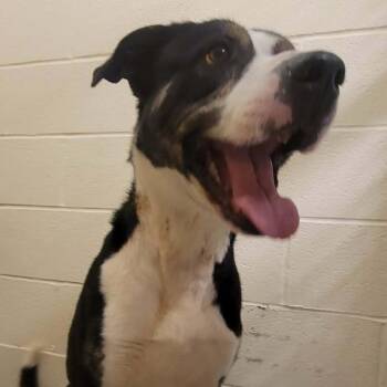 Pit Bull Terrier Dogs Available for Adoption - Dill | PetCurious