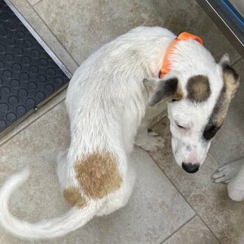 Mixed Breed Dogs Available for Adoption in Houston, Texas - Mario | PetCurious