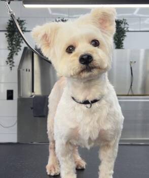 Maltese Dogs Available for Adoption in Hillside, Illinois - Bella CA | PetCurious