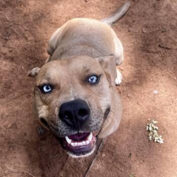 Dakota (Koty Boy) -  Mixed Breed Dog for Adoption in Pottsboro, Texas - Dakota (Koty Boy) | PetCurious