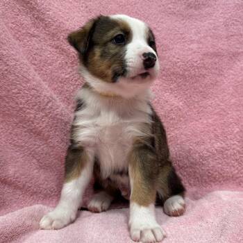 German Shepherd Dog and Collie Dogs Available for Adoption in Puslinch, Ontario - Bronco | PetCurious