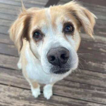 Golden Retriever Dogs Available for Adoption in Pacific, Missouri - Rosie | PetCurious