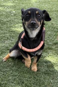 LIttle -  Chihuahua Dog for Adoption in Red Bluff, California - LIttle | PetCurious