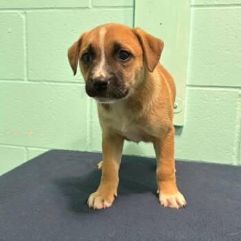 Shepherd Dogs Available for Adoption in Cabot, Arkansas - Bessie Lou | PetCurious