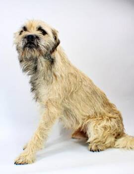 Wilson -  Border Terrier and Mixed Breed Dog for Adoption in Morton Grove, Illinois - Wilson | PetCurious