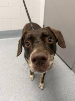 LULU -  Border Collie Dog for Adoption in Indianapolis, Indiana - LULU | PetCurious