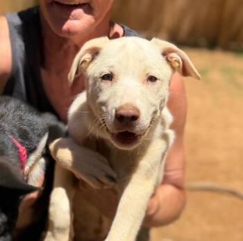 Snowbird -  Mixed Breed Dog for Adoption in Ellijay, Georgia - Snowbird | PetCurious