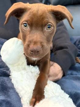 Mixed Breed Dogs Available for Adoption in Lindenhurst, New York - Annasthesia | PetCurious