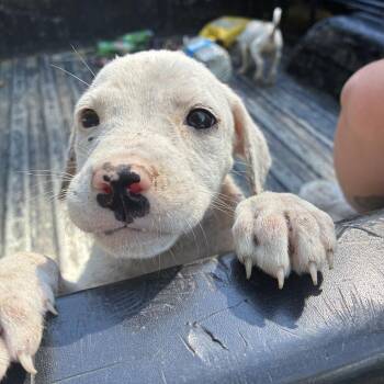 Puddin -  Terrier Dog for Adoption in Chattanooga, Tennessee - Puddin | PetCurious