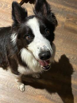 Rescue Border Collie Dogs for Adoption in The Woodlands, Texas - King | PetCurious