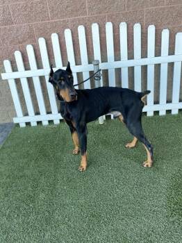 ACHILLES -  Doberman Pinscher Dog Available for Adoption in Modesto, California - ACHILLES | PetCurious