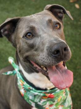 Aspen -  American Staffordshire Terrier Dog for Adoption in Santa Monica, California - Aspen | PetCurious