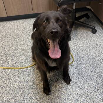 Lucy -  Border Collie and Australian Shepherd Dog for Adoption in Great Falls, Montana - Lucy | PetCurious